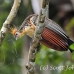 hoatzin_la_h_1017_ecu3090.jpg